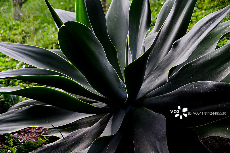 狐尾龙舌兰图片素材