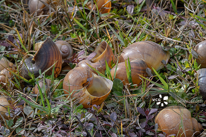 在佛罗里达州蓬塔戈尔达附近的巴布科克野生动物管理区，蜗鸢和蛇鹈以苹果蜗牛为食图片素材