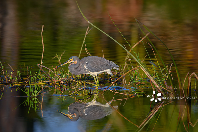 佛罗里达州蓬塔戈尔达附近巴布科克野生动物管理区日出时的三色鹭与倒影图片素材