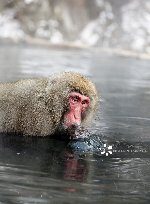 雪猴 - 3/4 侧面像图片素材