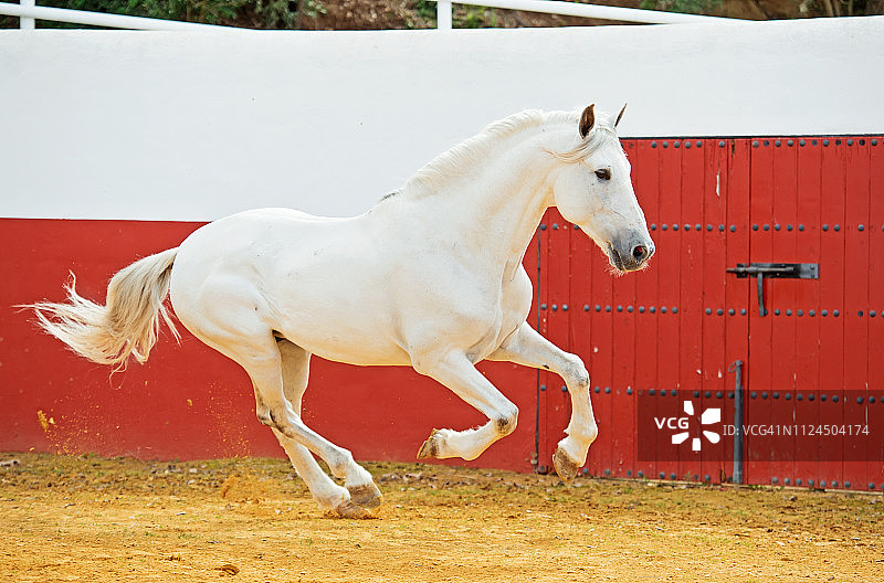 在西班牙安达卢西亚的白色安达卢西亚种马图片素材