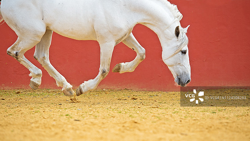 在西班牙安达卢西亚的白色安达卢西亚种马图片素材