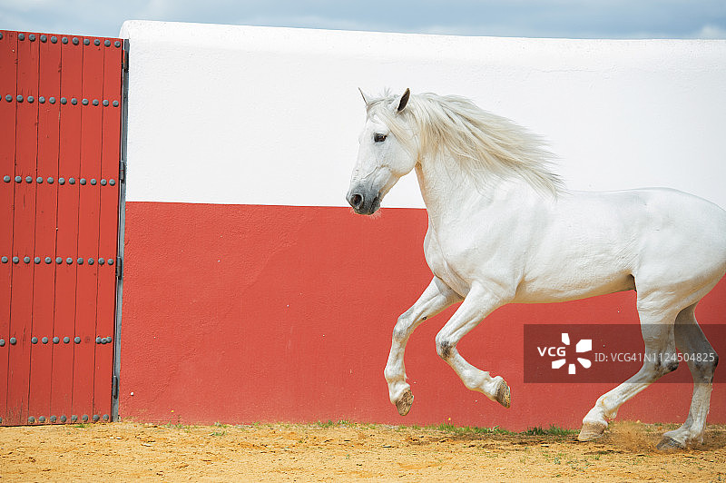 在西班牙安达卢西亚的斗牛竞技场中奔跑的灰色安达卢西亚种马图片素材