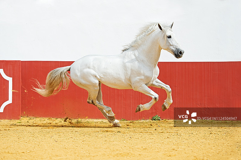 在西班牙安达卢西亚的斗牛竞技场中奔跑的灰色安达卢西亚种马图片素材