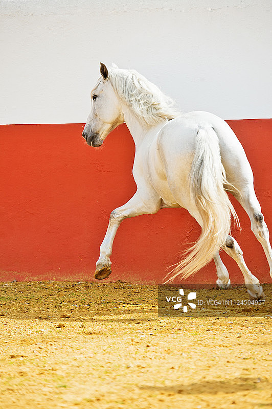 在西班牙安达卢西亚的斗牛竞技场中奔跑的灰色安达卢西亚种马图片素材