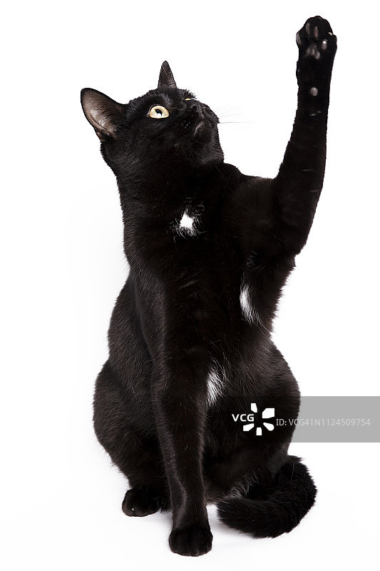 戴白色领结在工作室玩耍的黑猫图片素材