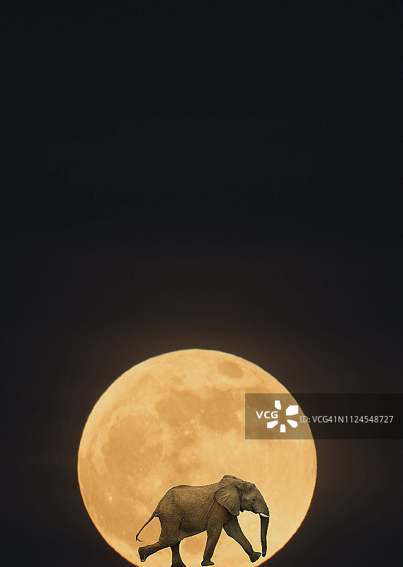 抽象大象和月亮图像。图片素材
