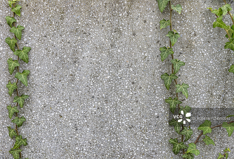 墙上的常春藤图片素材
