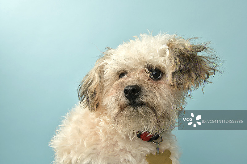 需要救援的动物 - 贵宾犬混血幼犬图片素材