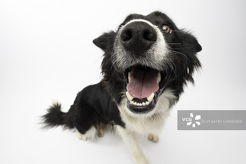 救援动物 - 边境牧羊犬图片素材