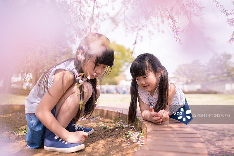 樱花树下玩耍的姐妹图片素材