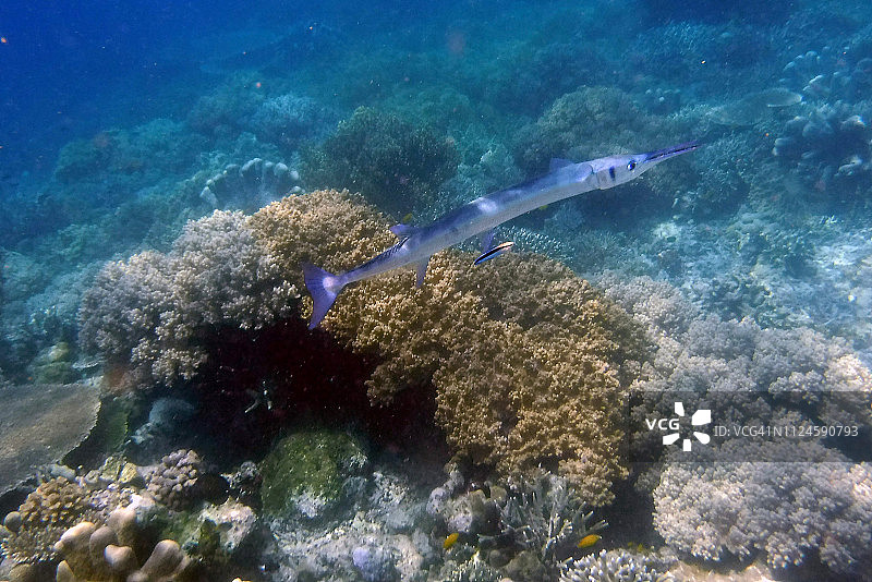 拉贾安帕群岛的长嘴颌针鱼和清洁鱼图片素材