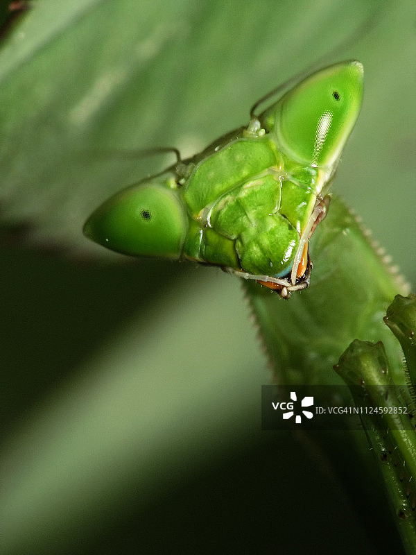 绿色螳螂肖像图片素材