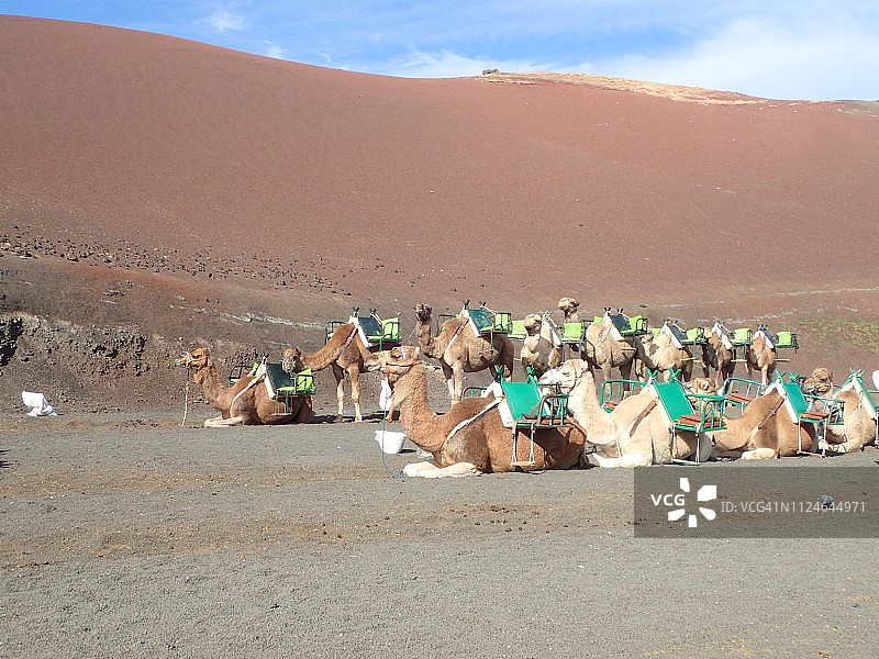 蒂曼法亚的骆驼场所图片素材