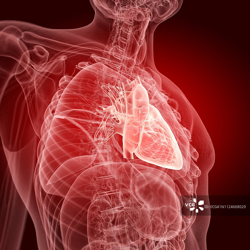 人类心脏插画图片素材