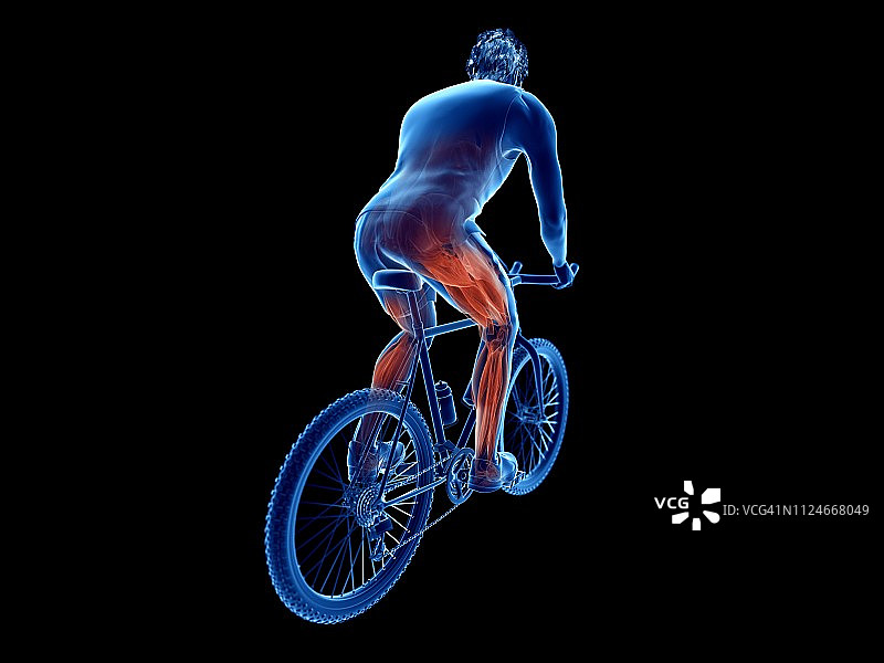 自行车运动员的肌肉插画图片素材