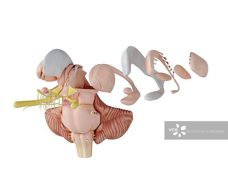 大脑解剖结构插画图片素材
