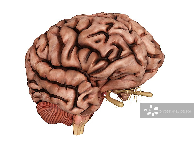 不健康大脑插画图片素材