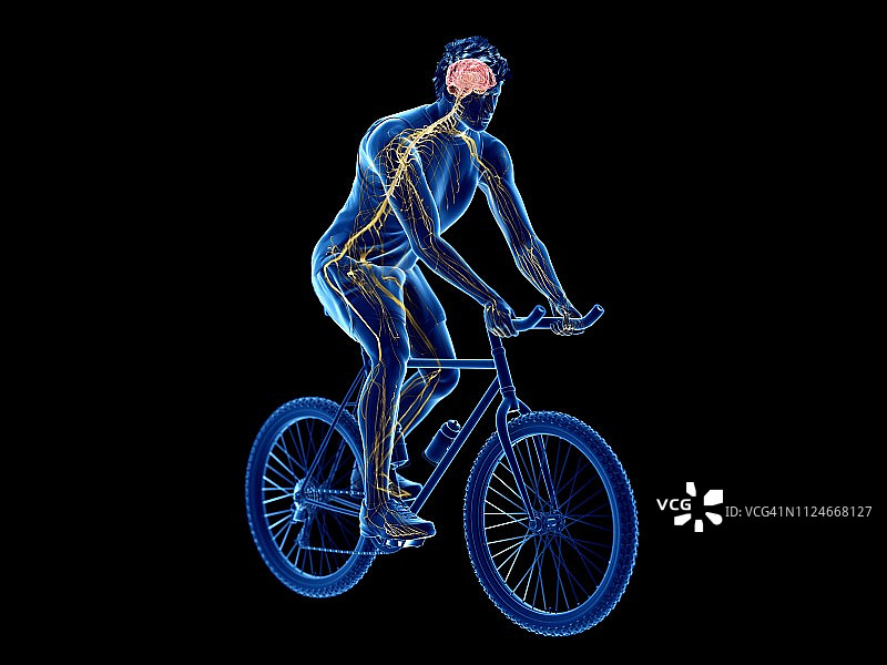自行车骑行者大脑插画图片素材