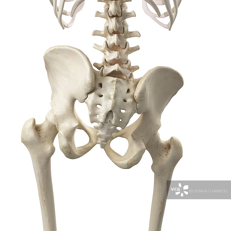 倾斜的pelverticalis插画图片素材