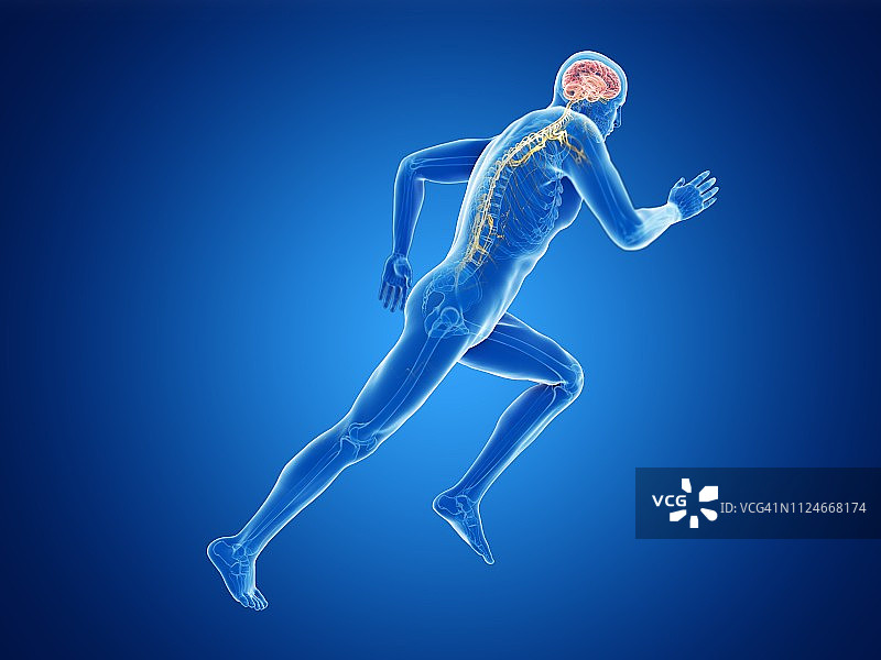 慢跑者的大脑插画图片素材