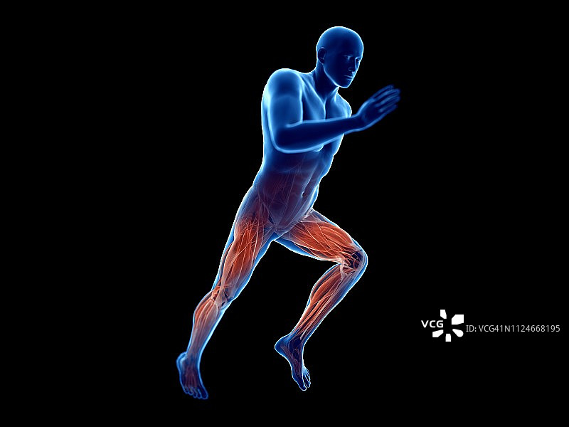 慢跑者肌肉插画图片素材