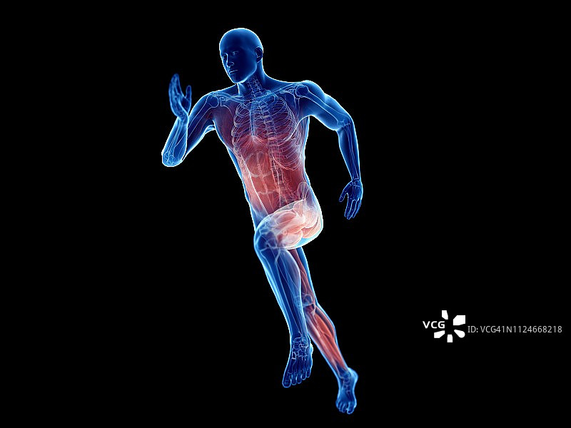 慢跑者肌肉插画图片素材