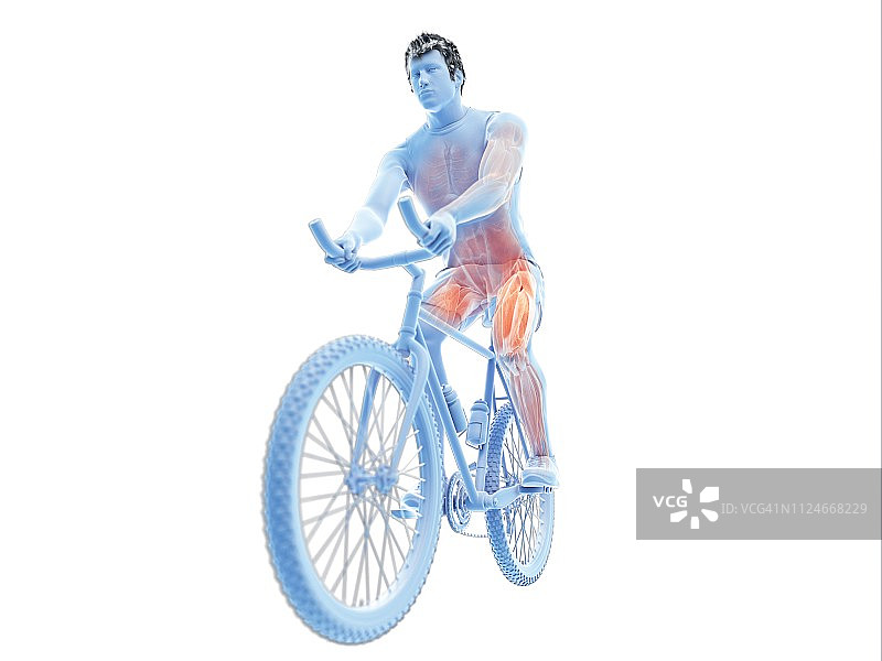 自行车运动员的肌肉插画图片素材