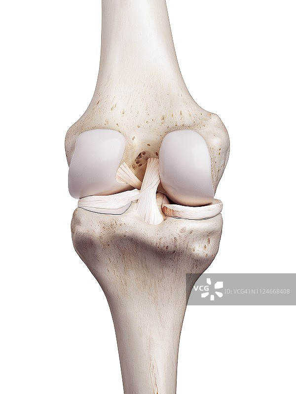 人类膝盖图解图片素材