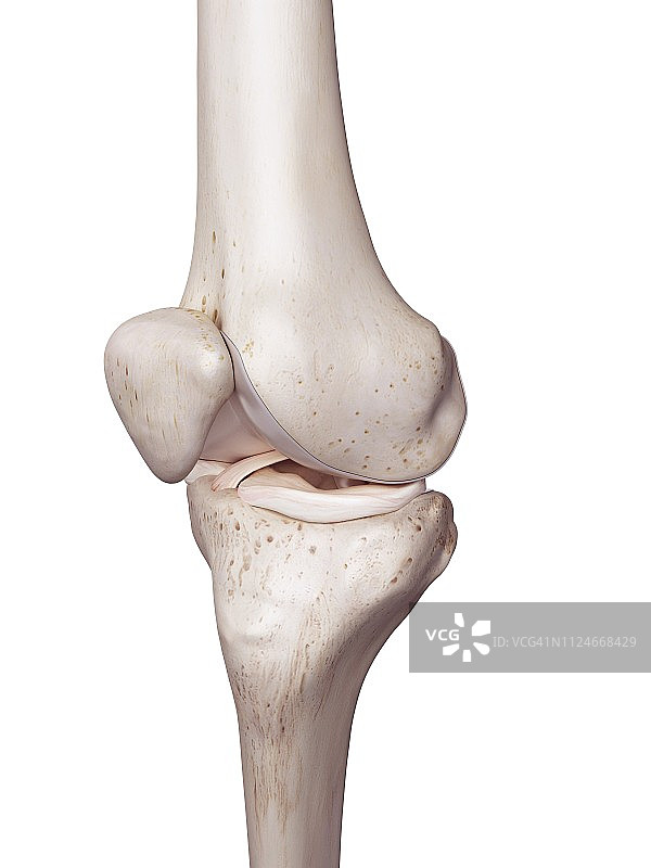人类膝盖图解图片素材