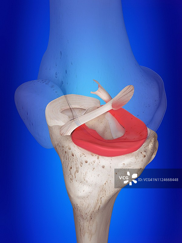 外侧半月板插图图片素材