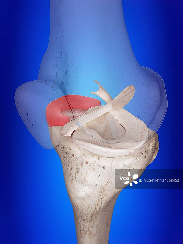 内侧半月板图示图片素材