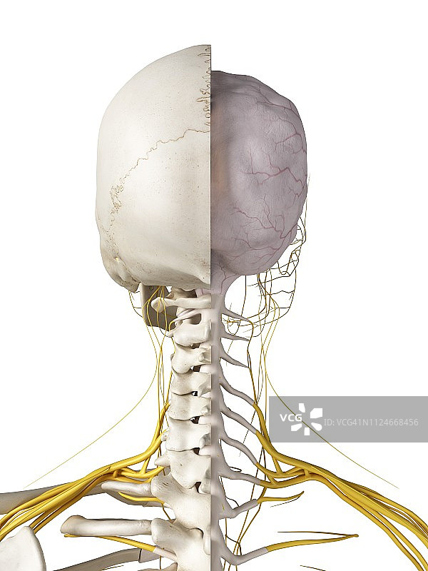大脑和神经插画图片素材