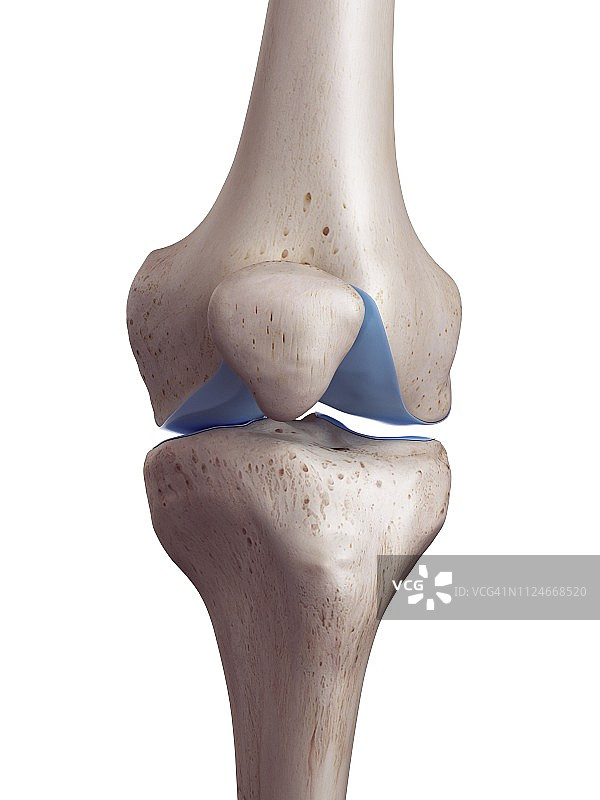 膝关节软骨插画图片素材