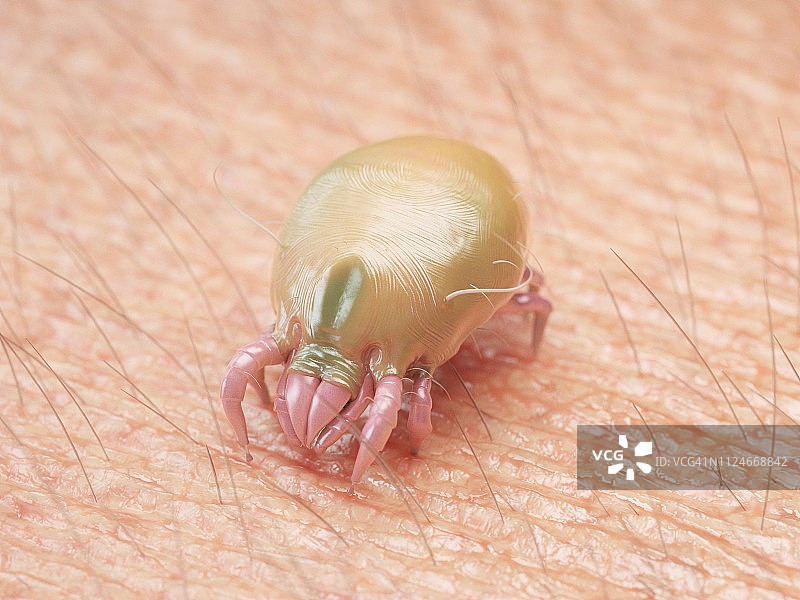 尘螨插画图片素材