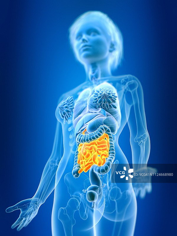 女性小肠插画图片素材
