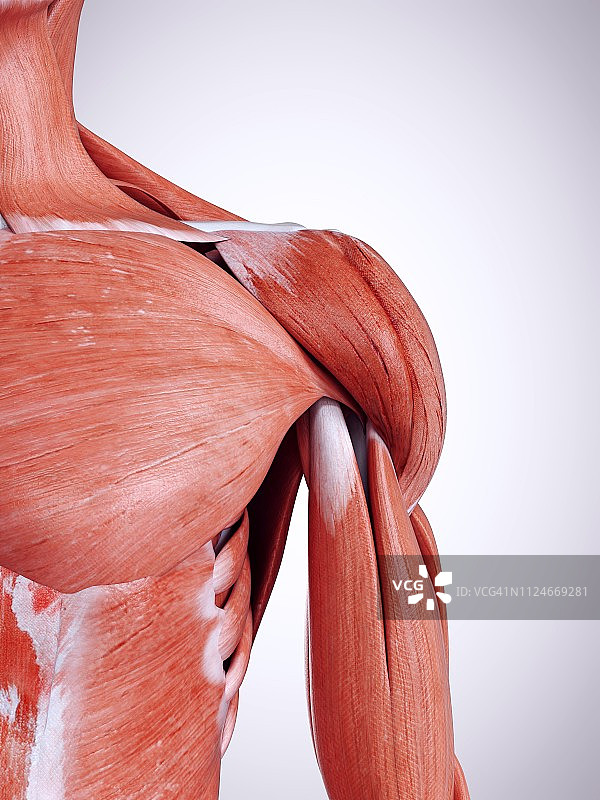肩部肌肉插画图片素材