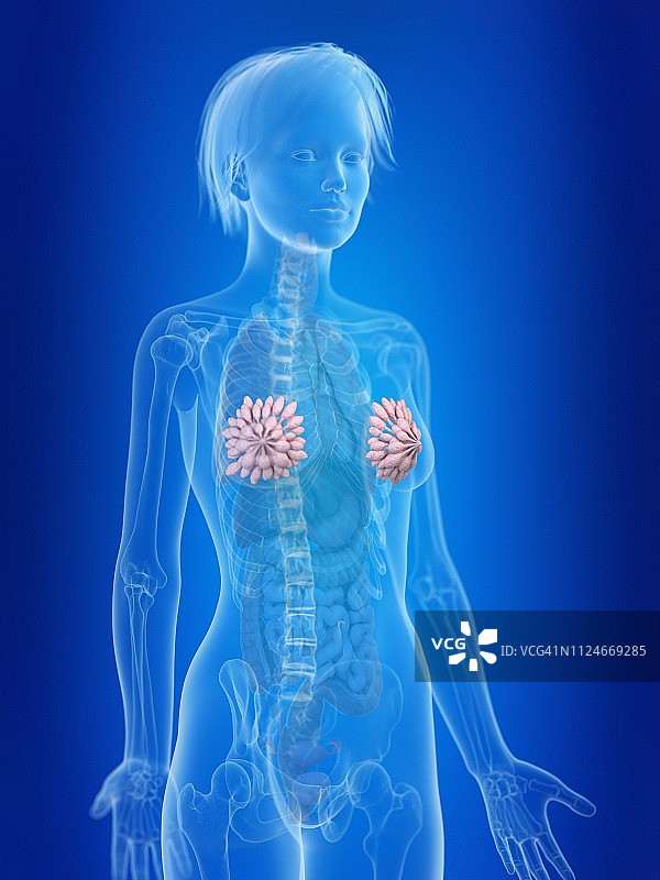 女人的乳腺插画图片素材