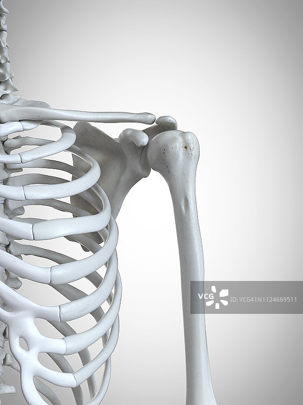 肩胛骨插画图片素材