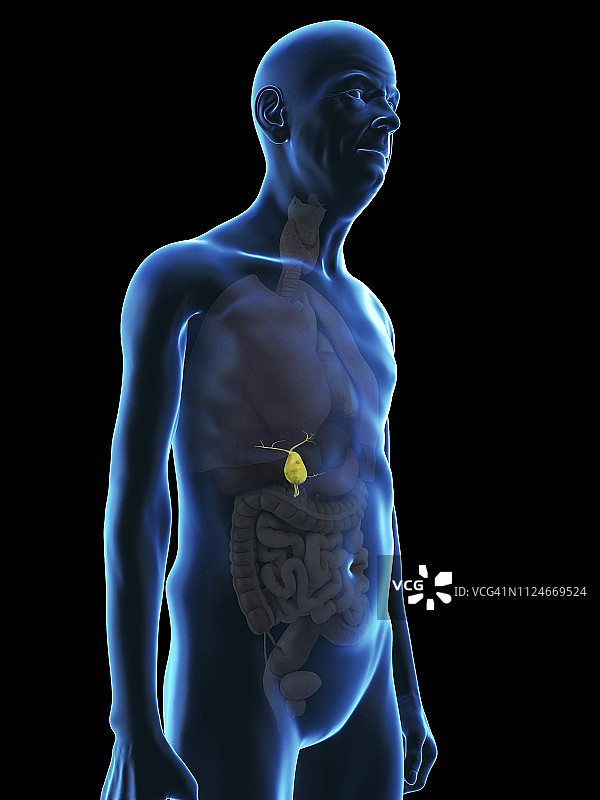 老人胆囊的插画图片素材