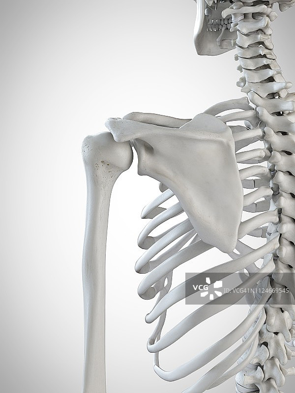 肩胛骨插画图片素材