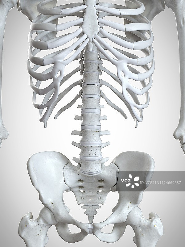 胸腔骨骼图图片素材