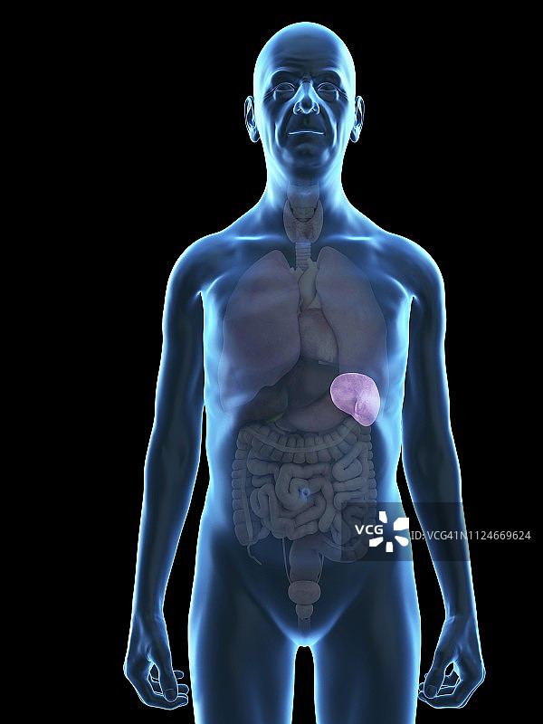 老年男性的脾脏插图图片素材