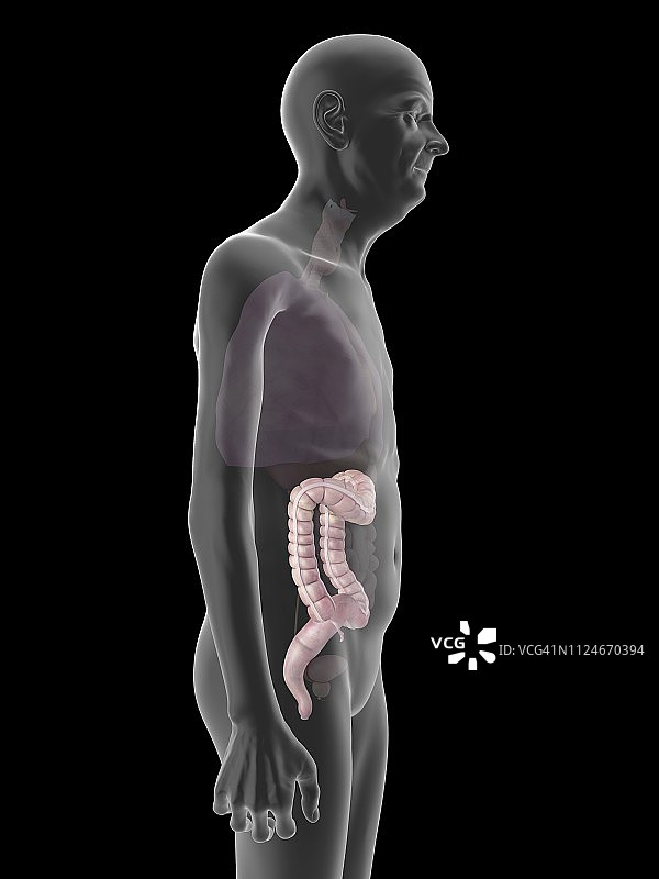 老年男人的结肠插画图片素材