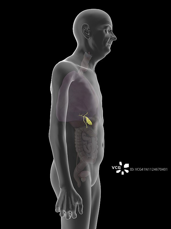 老人胆囊的插画图片素材