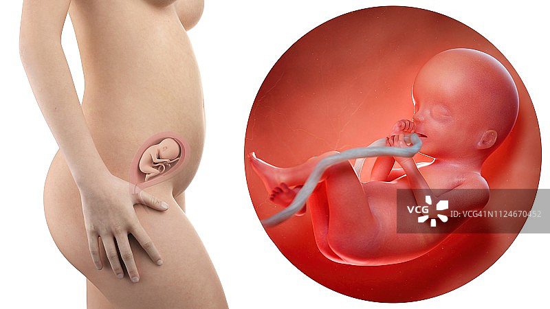 孕妇和20周胎儿的插图图片素材