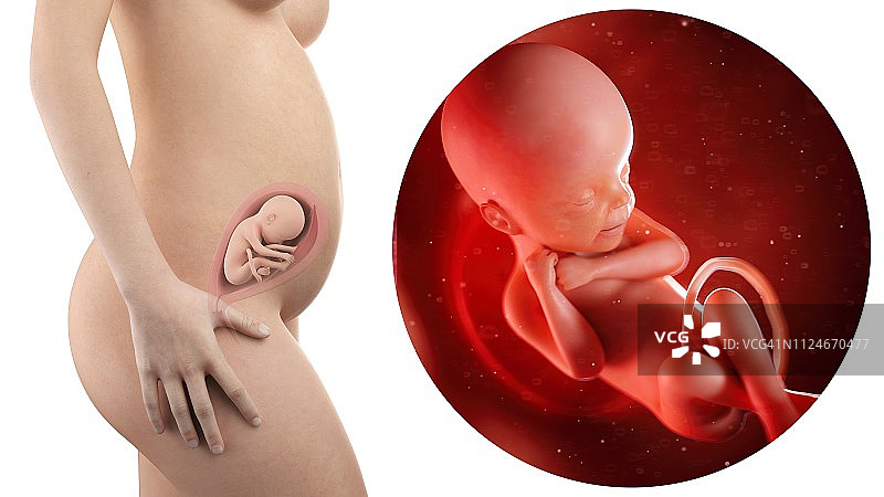孕妇与24周胎儿插画图片素材