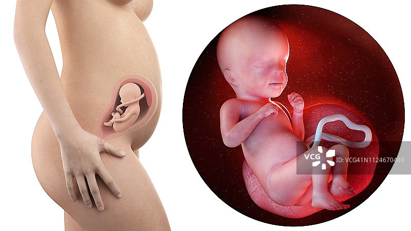 孕妇与26周胎儿插画图片素材