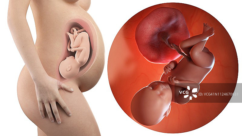 孕妇与39周胎儿图片素材