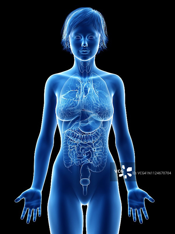 女性器官插画图片素材